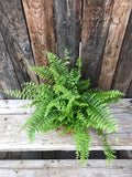 Boston Fern