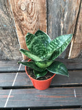 Sanseveria - Birdsnest (Assorted)