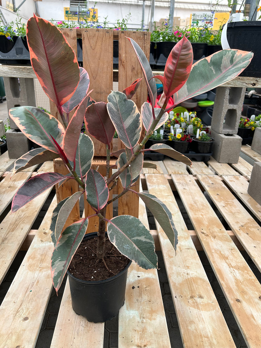 10 Inch Ficus Ruby Ficus - Ruby Standard 8