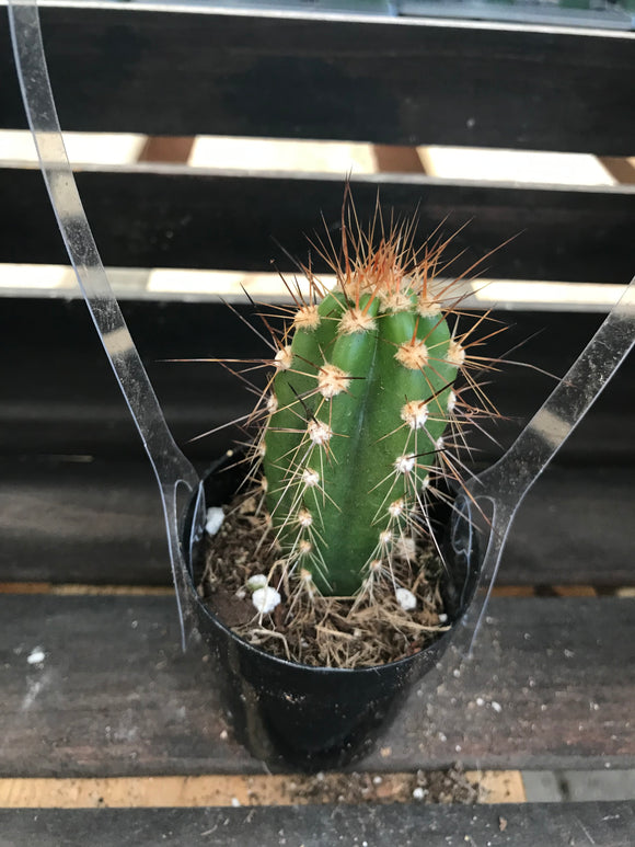 Cactus - Neocardensia herzogiana