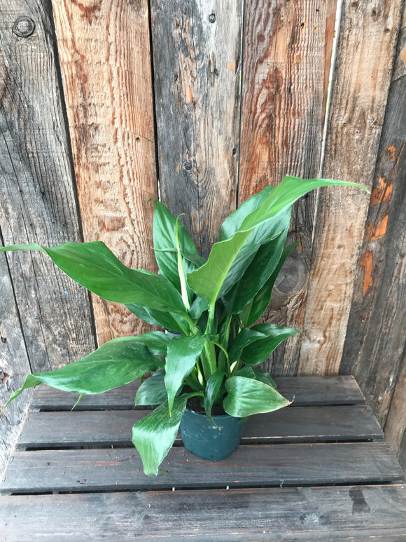Peace Lily - 4