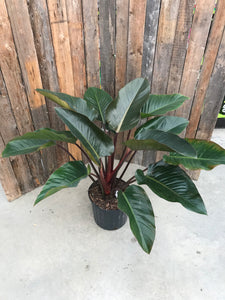 Philodendron - Hybrid Congo Rojo Red
