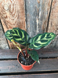 Calathea - Assorted