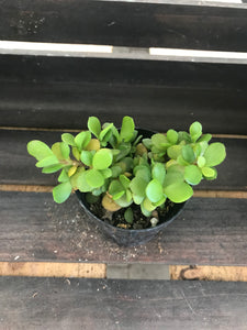 Portulacaria Afra Minima - Lilliput