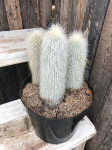 Cactus - Silver Torch 8"