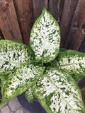 Dieffenbachia - Amy