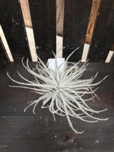 Tectorum Ecuador