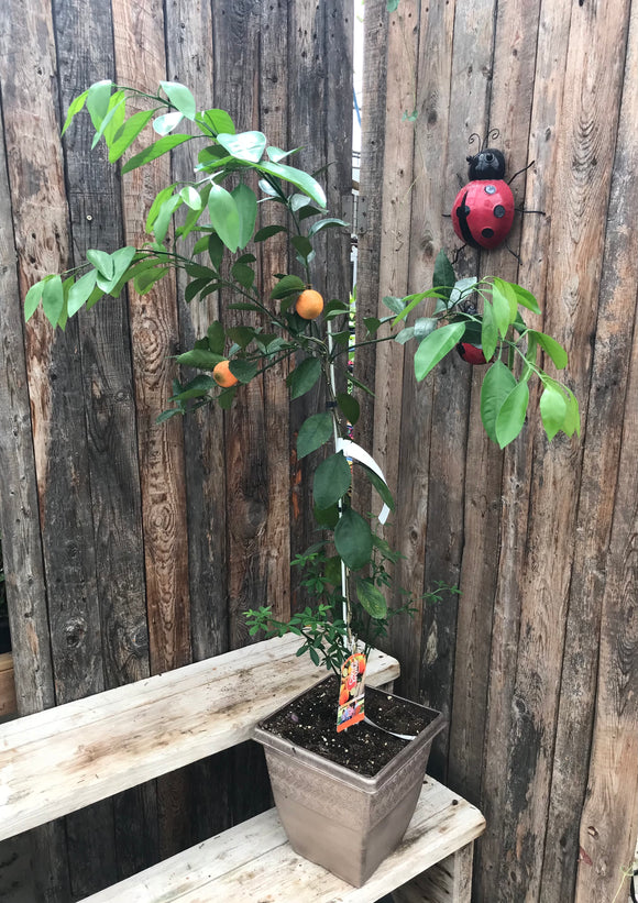 Citrus - Satsuma Mandarin 10
