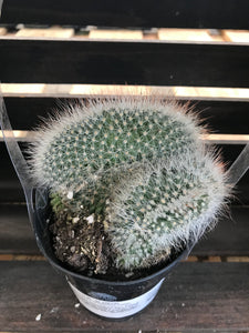 Crested Cactus - Mammillaria Spinosissma Cristata
