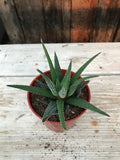 Haworthia - Assorted 2.5"