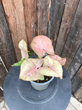 Nephthytis - Rose/Pink