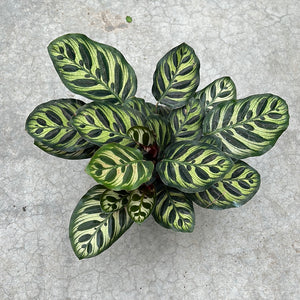 Calathea - Makoyana 6"