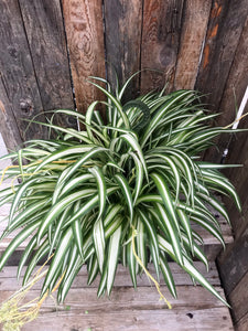 Spider Plant - Variegated Hanging Basket