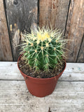 Cacti - Assorted 5"