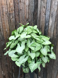 Nephthytis - Hanging Basket