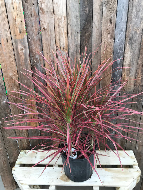 Dracaena - Marginata Tri-colour bush