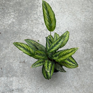 Calathea - Beauty Star 6"