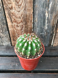 Cactus - Assorted 3.25"