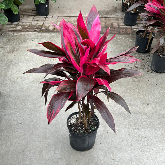 Cordyline - Red Sister 10