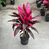 Cordyline - Red Sister 10"