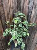 Ficus Benjamina - Samantha