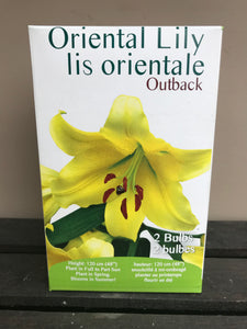 Oriental Lily - Outback