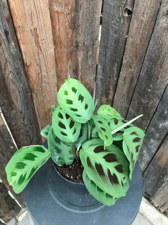 Prayer Plant - Green