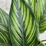 Calathea - Beauty Star 6"