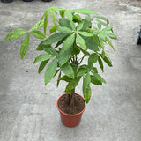 Money Tree - Braided 21CM