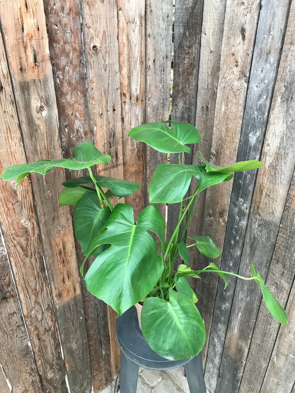 Philodendron - Monstera Deliciosa