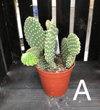 Cactus assorted 3.25"