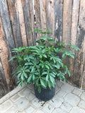 Schefflera - Arboricola Med (bush)