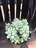 Donkey Tail Burrito Sedum - HB