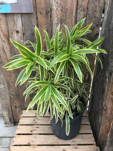 Dracaena Reflexa - Song of India