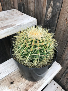 Cactus - Golden Barrel 8"