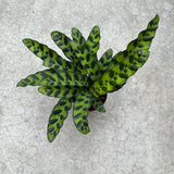 Calathea - Lancifolia 4"