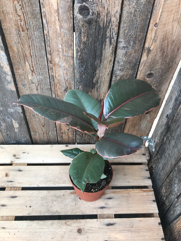 Ficus Elastica (Rubber Plant) - Ruby