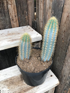 Cactus - Blue Candle 8"