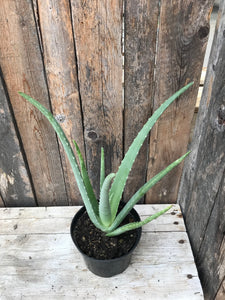 Aloe Vera - Barbadensis