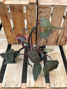 Philodendron - Pink Princess 5"