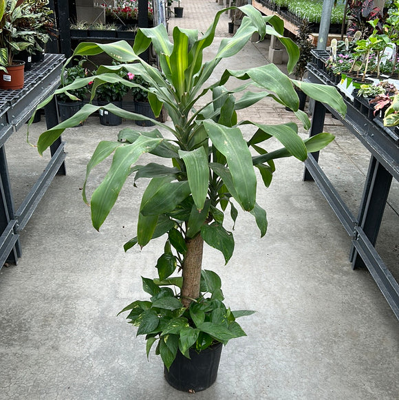 mass cane pothos combo Dracaena Massangeana Cane