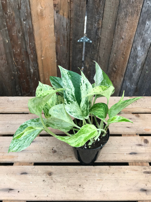 Pothos - Marble Queen