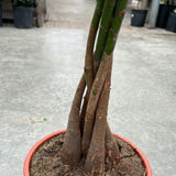 Money Tree - Braided 21CM