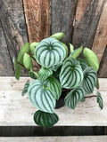 Peperomia - Watermelon