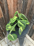 Prayer Plant - Lime