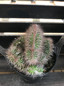 Crested Cactus - Stenocereus Hollianus Cristata