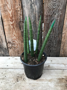 Sansevieria - Dragon Fingers