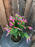 Cacti - Spring Flowering (Assorted Colours)