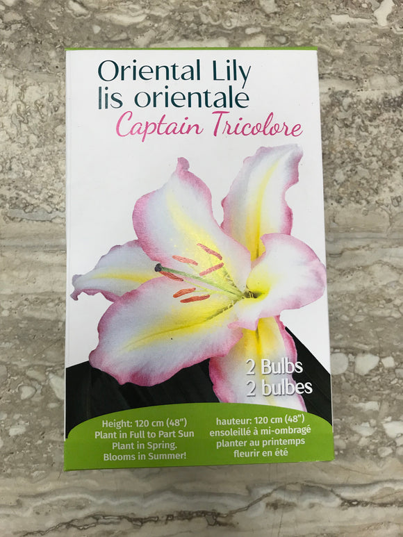 Oriental Lily - Captain Tricolore