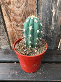 Cactus - Assorted 3.25"
